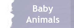 Baby Animals