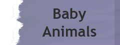 Baby Animals